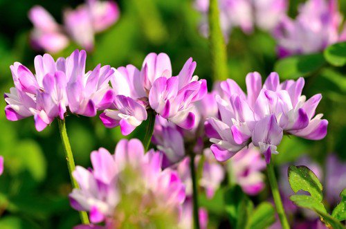 50 Milk Vetch Astragalus Sinicus Pink Purple Flower Ground Cover Legume Seeds Easy to Grow