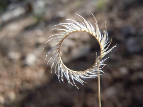 1000 Blue Grama Grass Gramma Bouteloua Gracilis Flower Mosquito Grass Seeds Easy to Grow
