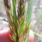 1500 Prairie Junegrass Koeleria Macrantha June Crested Hair Grass Flower Seeds Easy to Grow