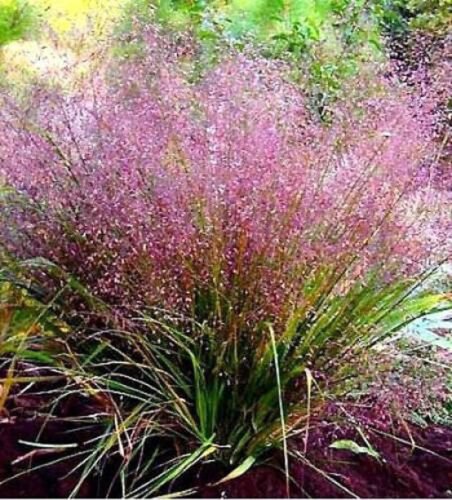 100 Purple Lovegrass Eragrostis Spectabilis Native Love Grass Flower Seeds Easy to Grow