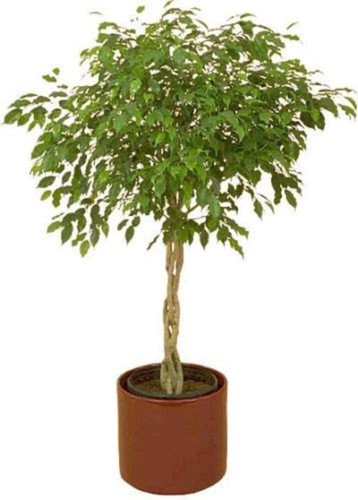 30 Ficus Tree Bodhi Tree Sacred Fig Bo Tree Pipal Ficus Religiosa Seeds Easy to Grow