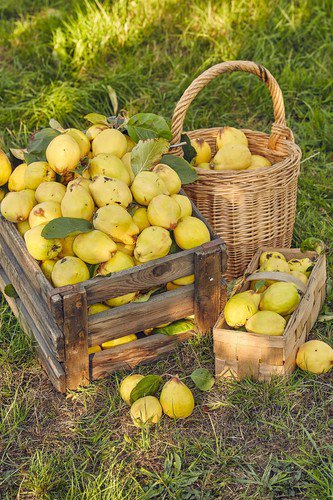 20 Common Culinary Quince Fruit Tree Cydonia Oblonga Flowering Shrub Seeds Easy to Grow
