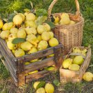 20 Common Culinary Quince Fruit Tree Cydonia Oblonga Flowering Shrub Seeds Easy to Grow