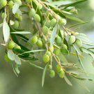 15 European Olive Tree Olea Europaea Edible Common Green Black Fruit Seeds Easy to Grow