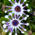 5 Whirligig Osteospermum Fruticosum Pinwheel African Cape Daisy Flower Seeds Easy to Grow