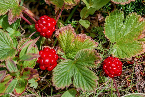 10 Arctic Raspberry Nagoonberry Rubus Arcticus Red Berry Fruit Bramble Seeds Easy to Grow