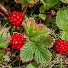 10 Arctic Raspberry Nagoonberry Rubus Arcticus Red Berry Fruit Bramble Seeds Easy to Grow