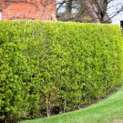 25 European Privet Hedge Common Wild Ligustrum Vulgare Flower Shrub Seeds Easy to Grow