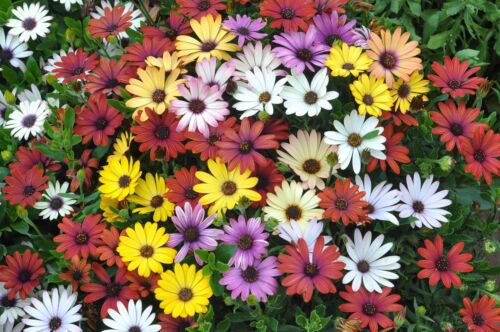20 Mixed Colors Osteospermum Ecklonis African Cape Daisy Flower Seeds Easy to Grow