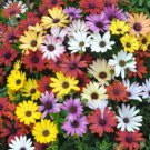 20 Mixed Colors Osteospermum Ecklonis African Cape Daisy Flower Seeds Easy to Grow