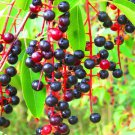 30 Black Cherry Fruit Tree Prunus Serotina Fragrant White Flowers Seeds Easy to Grow