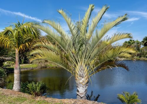 10 Triangle Palm Tree Dypsis Decaryi Rare Tropical From Madagascar Seeds Easy to Grow