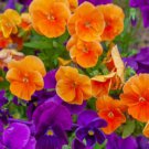50 Orange Sun Pansy Swiss Giant Viola Wittrockiana Flower Seeds Easy to Grow