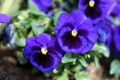 50 Deep Blue Blotch Pansy Swiss Giant Viola Wittrockiana Ullswater Flower Seeds Easy to Grow