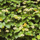 25 Mixed Thunbergia Alata Vine Black Eyed Sn Orange White Yellow Flower Seeds Easy to Grow