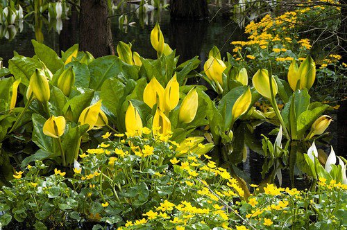 10 Yellow Swamp Lantern Moist Lysichiton Americanus Flower Seeds Easy to Grow