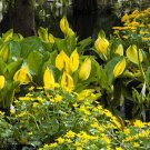 10 Yellow Swamp Lantern Moist Lysichiton Americanus Flower Seeds Easy to Grow