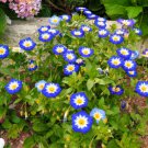 40 Dwarf Blue Flash Morning Glory Convolvulus Tricolor Violet Blue White & Yello Easy to Grow