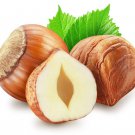 5 European Hazelnut Tree Aka Common Filbert Corylus Avellana Fruit Nut Seeds Easy to Grow