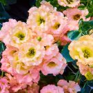 20 Mixed Colors Lisianthus Eustoma Grandiflorum Bluebell Gentian Flower Seeds Easy to Grow