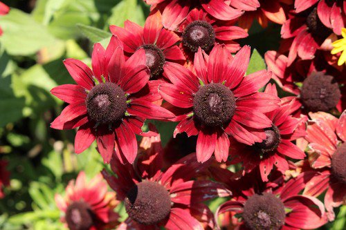 20 Cherry Brandy Rudbeckia Hirta Bicolor Red Black Eyed Sn Flower Seeds Easy to Grow
