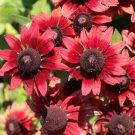 20 Cherry Brandy Rudbeckia Hirta Bicolor Red Black Eyed Sn Flower Seeds Easy to Grow