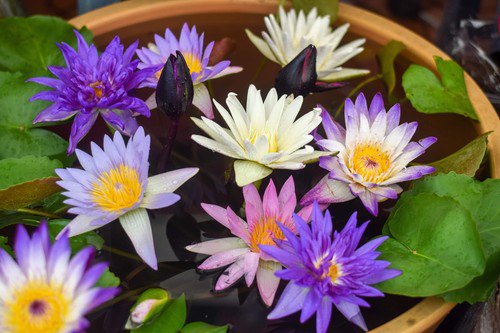 5 Bowl Lotus Mixed Colors Dwarf Nelumbo Nucifera Aquatic Flower Seeds Easy to Grow
