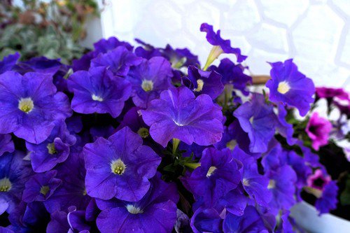 100 Dwarf Alderman Blue Petunia Nana Compacta Purple Flower Seeds Easy to Grow