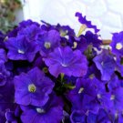 100 Dwarf Alderman Blue Petunia Nana Compacta Purple Flower Seeds Easy to Grow