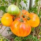 50 Pineapple Tomato Heirloom Beefsteak Indeterminate Solanum Fruit Vegetable See Easy to Grow
