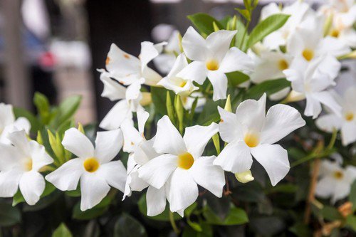 5 Chilean Jasmine Mandevilla Laxa White Fragrant Flower Vine Seeds Easy to Grow