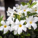 5 Chilean Jasmine Mandevilla Laxa White Fragrant Flower Vine Seeds Easy to Grow
