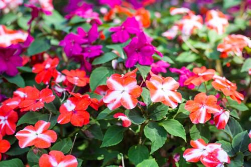 10 Dwarf Red Star Impatiens Walleriana Red & White Shade Flower Seeds Easy to Grow