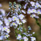 25 Blue Streak Speedwell Veronica Gentianoides Flower Seeds Easy to Grow