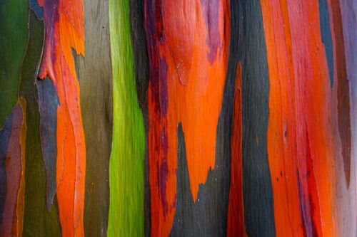 50 Rainbow Eucalyptus Deglupta Gum Multicolor Bark Tree Seeds Easy to Grow
