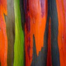 50 Rainbow Eucalyptus Deglupta Gum Multicolor Bark Tree Seeds Easy to Grow