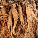 15 Asian Korean Ginseng Panax Shade Chinese Herb Seeds Easy to Grow