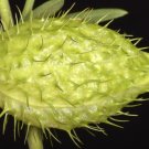 10 Swan Milkweed Hairy Balls Butterfly Weed Asclepias Gomphocarpus Fruticosus Mo Easy to Grow