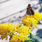 10 Bright Yellow Milkweed Butterfly Weed Asclepias Tuberosa Monarch Flower Seeds Easy to Grow