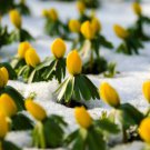 10 Winter Aconite Eranthis Hyemalis Yellow Sun Shade Flower Seeds Easy to Grow