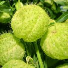 10 Balloon Milkweed Hairy Balls Butterfly Weed Asclepias Gomphocarpus Physocarpu Easy to Grow