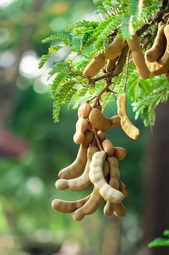 5 Tamarind Fruit Tree Tamarindus Indica Bean Pod Legume Seeds Easy to Grow