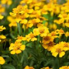 300 Mexican Mint Marigold Spanish Tarragon Tagetes Lucida Flower Herb Seeds Easy to Grow