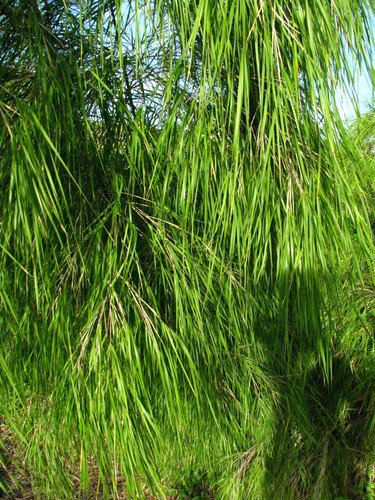 10 Mexican Weeping Bamboo Otatea Acuminata Rare Seeds Easy to Grow