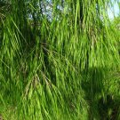 10 Mexican Weeping Bamboo Otatea Acuminata Rare Seeds Easy to Grow