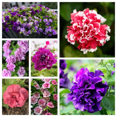 20 Double Mix Petunia Floribunda Red Pink Purple Flower Seeds Easy to Grow