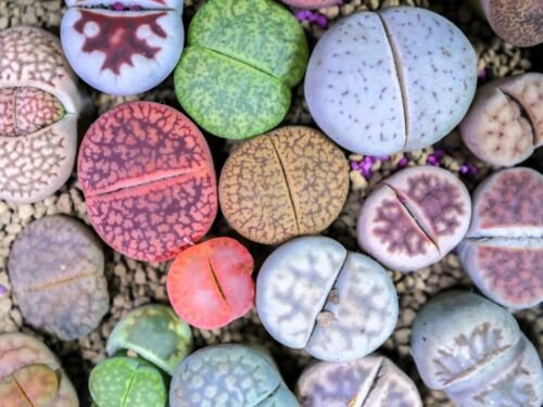 10 Living Stone Lithops Mixed Colors Pebble Houseplant Flower Seeds Easy to Grow