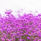 250 Common Vervain Verbena Officinalis European Herb Pink Purple Flower Seeds Easy to Grow
