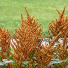 100 Organic Hot Biscuits Amaranthus Cruentus Coppery Bronze Plumes Flower Seeds Easy to Grow