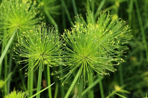 20 Cyperus Papyrus Paper Reed Water Plant Egyptian Nile Grass Yellow Flower Seed Easy to Grow